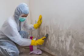 Trusted Twin Grove, IL Mold Removal & Remediation Experts